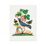 Subalpine Warbler Red Admiral Wasp Cocoon and Ants - James Bolton Art Print, Blue Bird Perched Among Currant Branches Butterflies