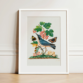 Subalpine Warbler Red Admiral Wasp Cocoon and Ants - James Bolton Art Print / Canvas, 12x16’’ / 31x41cm / White Frame / Matboard, Posters