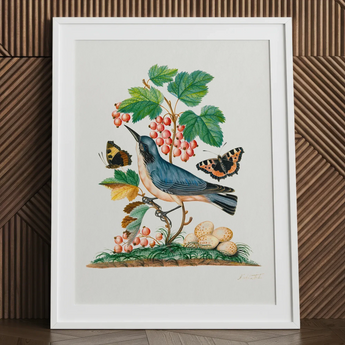 Subalpine Warbler Red Admiral Wasp Cocoon and Ants - James Bolton Art Print / Canvas Framed Botanical Illustration Blue Bird Perched Branch