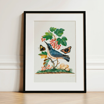 Subalpine Warbler Red Admiral Wasp Cocoon and Ants - James Bolton Art Print / Canvas Framed Botanical Illustration Blue Bird Perched Branch