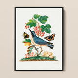 Subalpine Warbler Red Admiral Wasp Cocoon and Ants - James Bolton Art Print / Canvas Framed Botanical Illustration Blue Bird Perched Branch