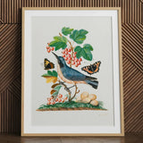 Subalpine Warbler Red Admiral Wasp Cocoon and Ants - James Bolton Art Print / Canvas Framed Botanical Illustration Blue Bird Perched Branch