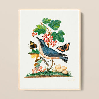 Subalpine Warbler Red Admiral Wasp Cocoon and Ants - James Bolton Art Print / Canvas Framed Botanical Illustration Blue Bird Perched Branch