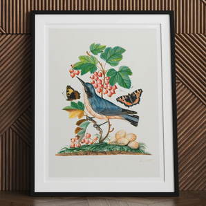 Subalpine Warbler Red Admiral Wasp Cocoon and Ants - James Bolton Art Print, Framed Artwork Bird Perched Among Berries Leaves Butterflies