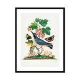 Subalpine Warbler Red Admiral Wasp Cocoon and Ants - James Bolton Art Print, Framed Botanical Illustration Blue Bird Perched Among Red