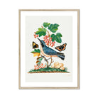 Subalpine Warbler Red Admiral Wasp Cocoon and Ants James Bolton Art Print, Framed Botanical Illustration Blue Bird Perched Among Red