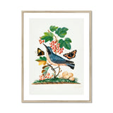 Subalpine Warbler Red Admiral Wasp Cocoon and Ants - James Bolton Art Print, Framed Botanical Illustration Blue Bird Perched Among Red