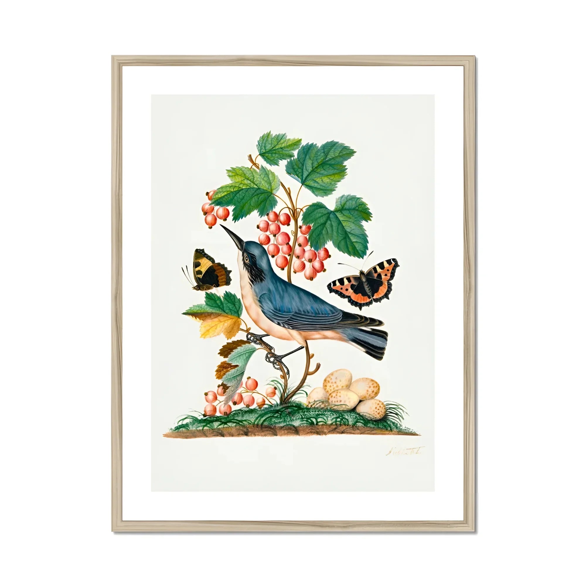 Subalpine Warbler Red Admiral Wasp Cocoon and Ants - James Bolton Art Print, Framed Botanical Illustration Blue Bird Perched Among Red