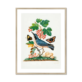 Subalpine Warbler Red Admiral Wasp Cocoon and Ants - James Bolton Art Print, Framed Botanical Illustration Blue Bird Perched Among Red