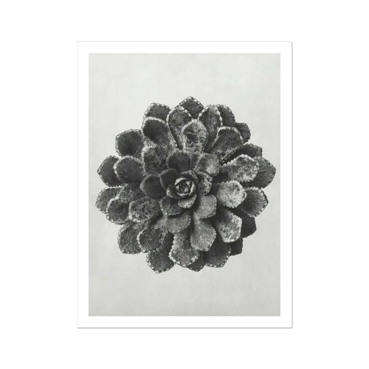 Margined Pyramidal Saxifrage (saxifraga Aizoon) by Karl Blossfeldt Art Print 24’’x32’’ Posters Prints & Visual Artwork