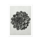 Margined Pyramidal Saxifrage (saxifraga Aizoon) by Karl Blossfeldt Art Print 24’’x32’’ Posters Prints & Visual Artwork