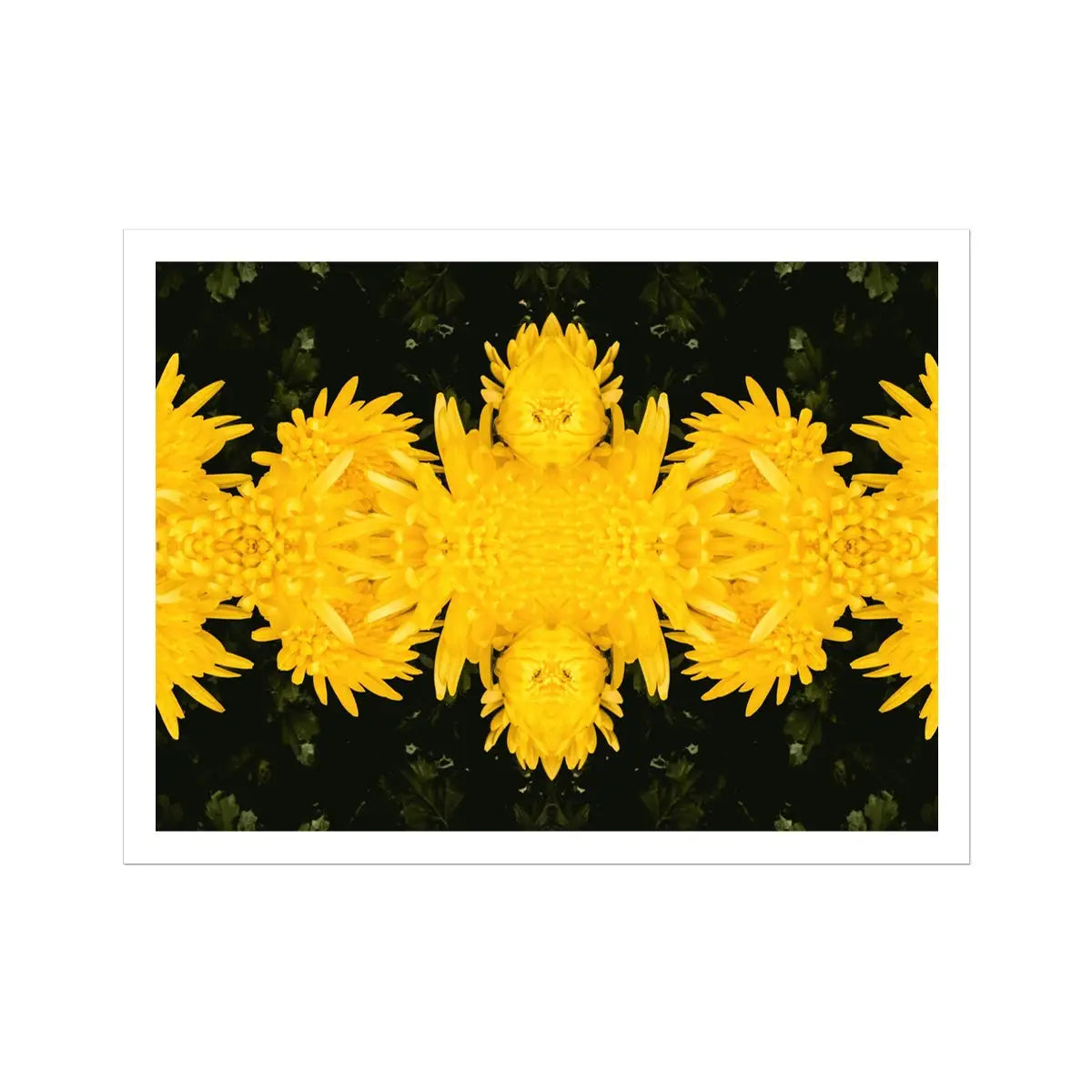 Tweedledum - Chrysanthemum Photography Op Art Print 40’’x30’’ Posters Prints & Visual Artwork