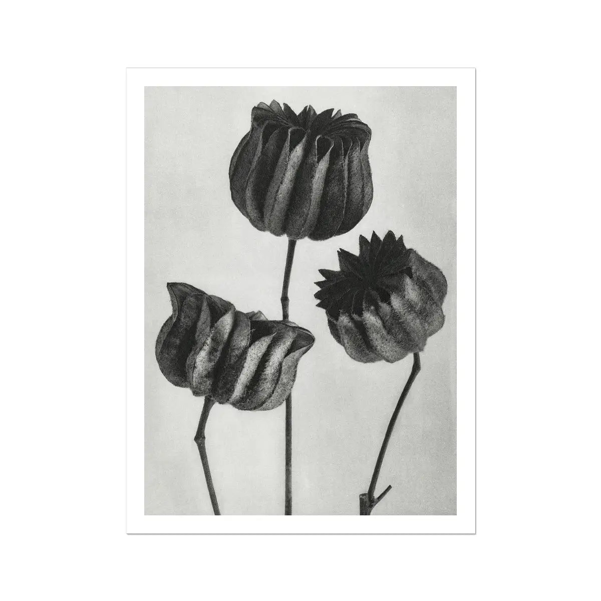 Abutilon (lime Mallow) Pod by Karl Blossfeldt Art Print 24’’x32’’ Posters Prints & Visual Artwork