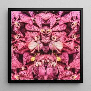 Tickled Pink - Bkk Orchid Op Art Framed Canvas, 12x12’’ / 31x31cm / Black Floating Frame, Symmetrical Kaleidoscopic Pattern Pink Orchid