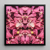 Tickled Pink - Bkk Orchid Op Art Framed Canvas, 12x12’’ / 31x31cm / Black Floating Frame, Symmetrical Kaleidoscopic Pattern Pink Orchid
