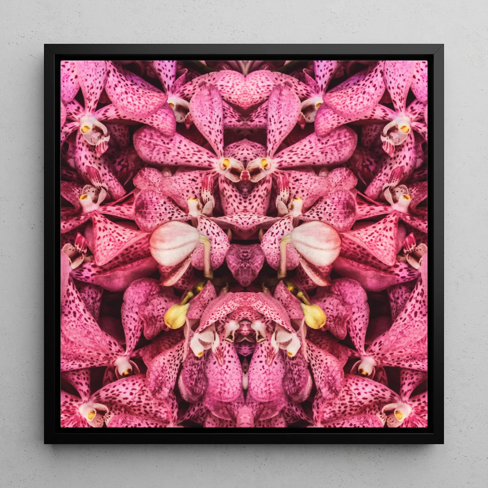 Tickled Pink - Bkk Orchid Op Art Framed Canvas, 12x12’’ / 31x31cm / Black Floating Frame, Symmetrical Kaleidoscopic Pattern Pink Orchid