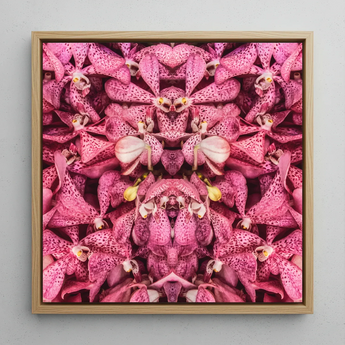 Tickled Pink - Bkk Orchid Op Art Framed Canvas, 12x12’’ / 31x31cm / Natural Floating Frame, Framed Abstract Artwork Kaleidoscopic Pattern