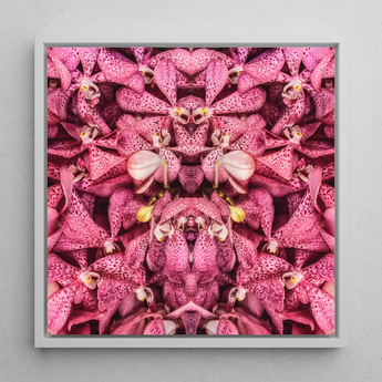 Tickled Pink - Bkk Orchid Op Art Framed Canvas, 12x12’’ / 31x31cm / White Floating Frame, Symmetrical Pink Orchid Kaleidoscope