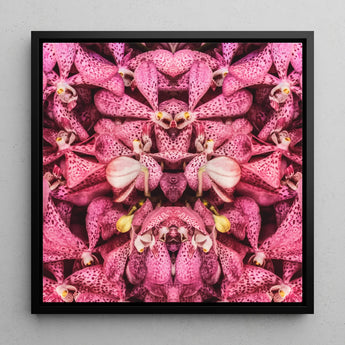 Tickled Pink - Fuchsia-Orchideen-Op-Art-Print / Leinwand, 12x12’’ / 31x31cm / Schwarzer Rahmen, Poster, Drucke & visuelle Kunstwerke, Toby Leon
