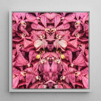 Tickled Pink - Fuchsia-Orchideen-Op-Art-Print / Leinwand, 12x12’’ / 31x31cm / Weißer Rahmen, Poster, Drucke & visuelle Kunstwerke, Toby Leon