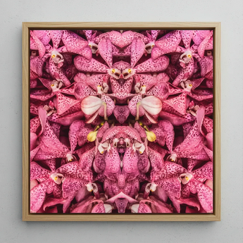 Tickled Pink - Fuschia Orchid Op Art Print / Canvas Square-framed Artwork Symmetrical Kaleidoscopic Pattern Vibrant Pink Orchids Orchid Op