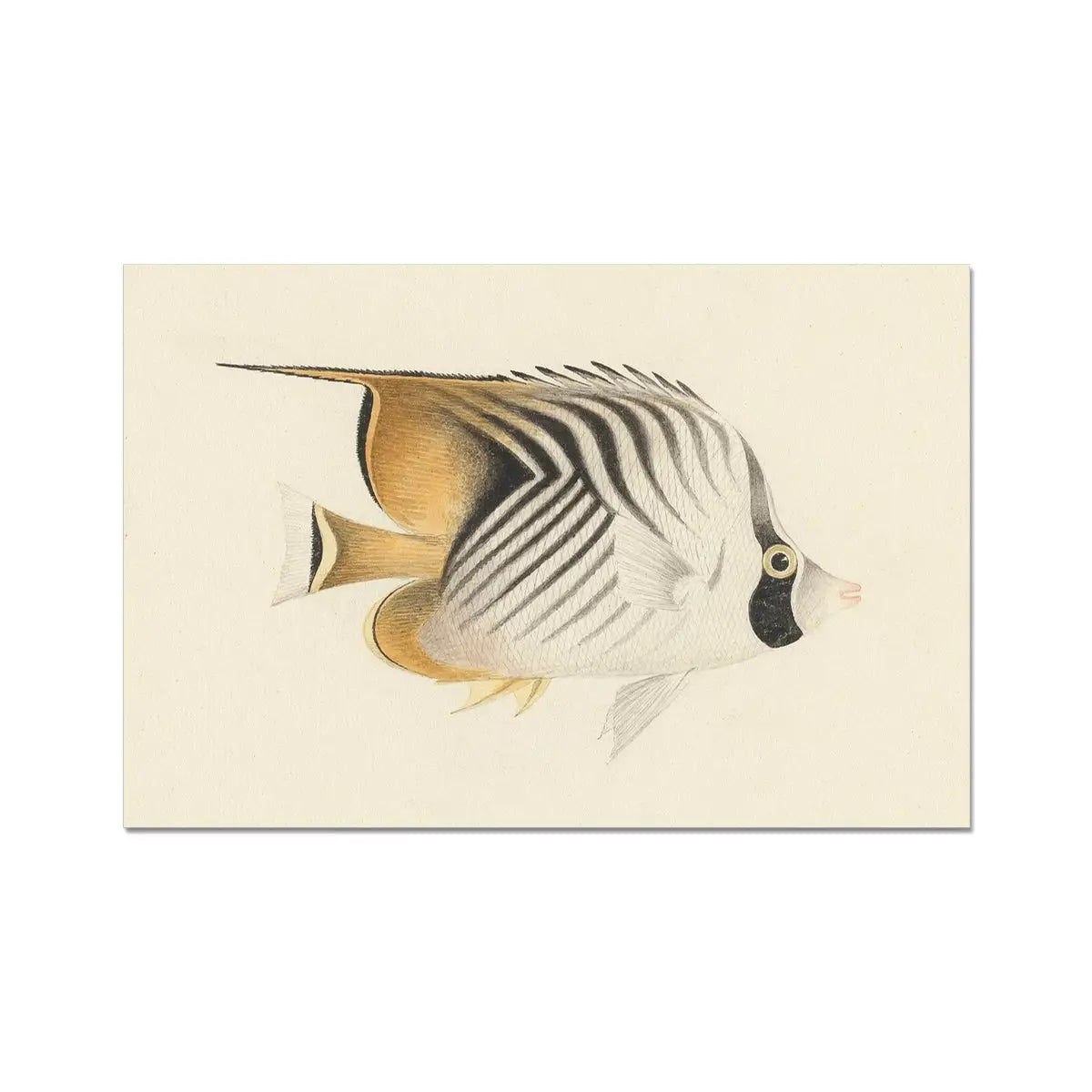 Butterflyfish - Luigi Balugani Sea Life Art Print 18’’x12’’ Posters Prints & Visual Artwork