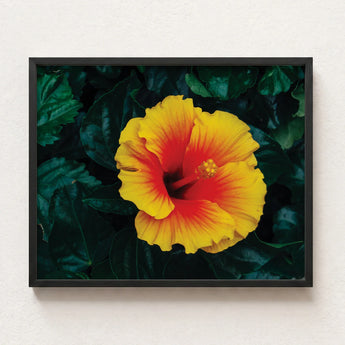 Vibrant Yellow Red Hibiscus Flower Photograph Sleek Black Tropicanarama Art Print, Tropical