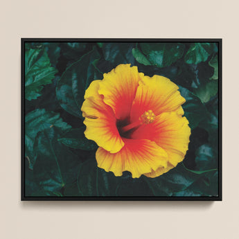 Vibrant Yellow Red Hibiscus Flower Print Sleek Black Tropicanarama Art, Tropical