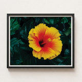 Vibrant Yellow Red Hibiscus Flower Photograph Sleek Black Tropicanarama Art Print, Tropical