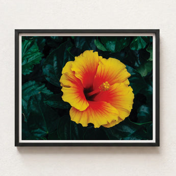Vibrant Yellow Red Hibiscus Flower Photograph Sleek Black Tropicanarama Art Print, Tropical
