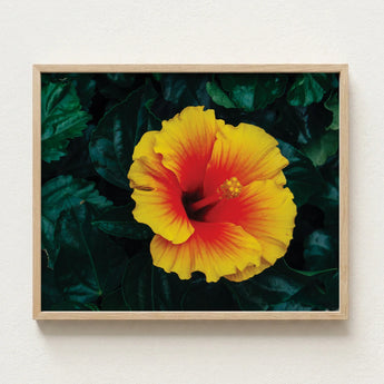 Vibrant Yellow Red Hibiscus Flower Photograph Light Wood Tropicanarama Art Print, Tropical