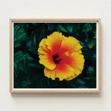 Vibrant Yellow Red Hibiscus Flower Photograph Light Wood Tropicanarama Art Print, Tropical