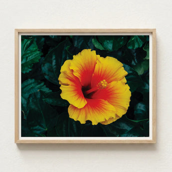 Vibrant Yellow Red Hibiscus Flower Photograph Light Wood Tropicanarama Art Print, Tropical