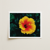 Vibrant Yellow Orange Hibiscus Flower Printed White-framed Art Tropicanarama Print, Tropical