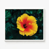 Vibrant Yellow Red Hibiscus Flower Glossy Petal-like Texture Tropicanarama Art Print, Tropical
