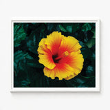 Vibrant Yellow Red Hibiscus Flower Printed Framed Wall Tropicanarama Art Print, Tropical