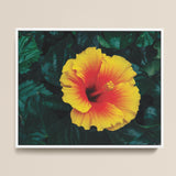 Vibrant Yellow Red Hibiscus Flower Print White Frame Tropicanarama Art, Tropical