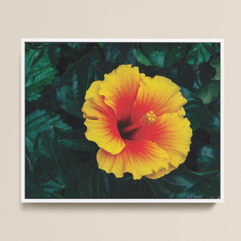 Vibrant Yellow Red Hibiscus Flower Print White Frame Tropicanarama Art, Tropical