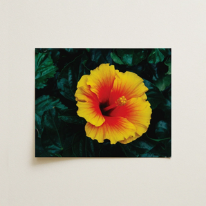 Tropicanarama - Tropical Hibiscus Art Print / Canvas Vibrant Yellow Red Hibiscus Flower Printed Rectangular Canvas Tropicanarama Art Print,