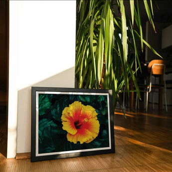 Tropicanarama - Tropical Hibiscus Art Print, Framed Photograph Vibrant Orange-yellow Hibiscus Flower