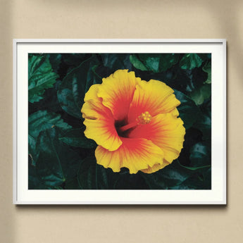 Tropicanarama - Tropical Hibiscus Art Print, Yellow Red Hibiscus Flower Ruffled Petals