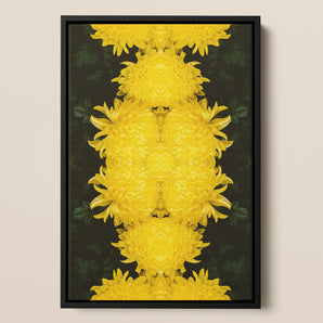 Tweedledee - Chrysanthemum Op Art Framed Canvas, Symmetrical Arrangement Bright Yellow Chrysanthemum Flowers Dark Background