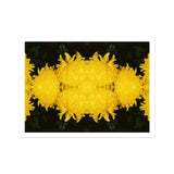 Tweedledee - Golden Chrysanthemum Op Art Print, Bright Yellow Chrysanthemum Flowers Arranged Symmetrical Pattern