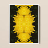 Tweedledee - Golden Chrysanthemum Op Art Print / Canvas, 12x16’’ / 31x41cm / White Frame, Posters Prints & Visual Artwork, Toby Leon