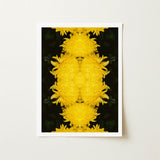 Tweedledee - Golden Chrysanthemum Op Art Print / Canvas Framed Symmetrical Vibrant Yellow Pattern Floral Photography, Botanical Dreamscape,