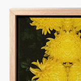 Framed Canvas Print Vibrant Yellow Chrysanthemums Dark Background Chrysanthemum Floral Photography, Botanical Dreamscape, Art Nouveau