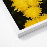 White Framed Artwork Vibrant Yellow Chrysanthemums Dark Background Chrysanthemum Floral Photography, Botanical Dreamscape, Art Nouveau