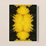 Tweedledee - Golden Chrysanthemum Op Art Print / Canvas Framed Artwork Symmetrical Mirrored Composition Vibrant Yellow Chrysanthemums
