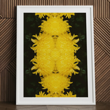 Tweedledee - Golden Chrysanthemum Op Art Print / Canvas Framed Artwork Symmetrical Vibrant Yellow Chrysanthemum Pattern Dark Floral