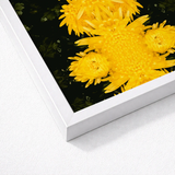 White-framed Artwork Vibrant Yellow Chrysanthemums Dark Background Avant-garde Chrysanthemum Print, Golden Blooms Pirouette, Photography Op